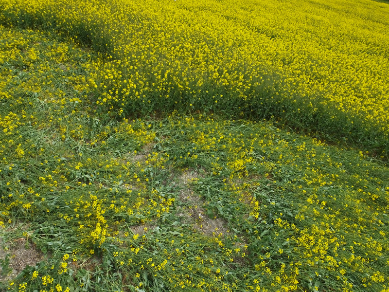 Cherhill White Horse, Wiltshire crop circle, aerial photo 26