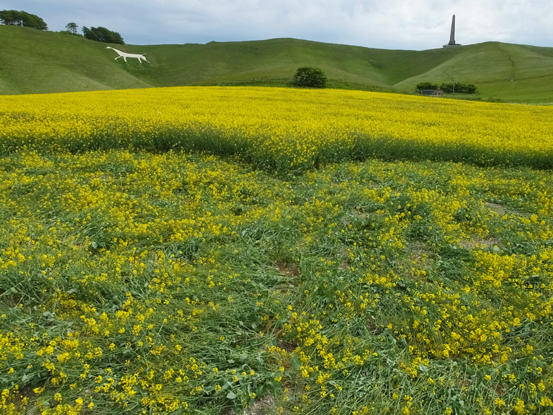 Cherhill White Horse, Wiltshire crop circle, aerial photo 23