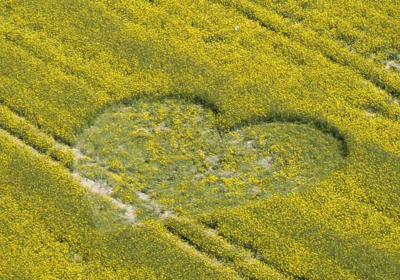 Cherhill White Horse, Wiltshire crop circle, aerial photo 5