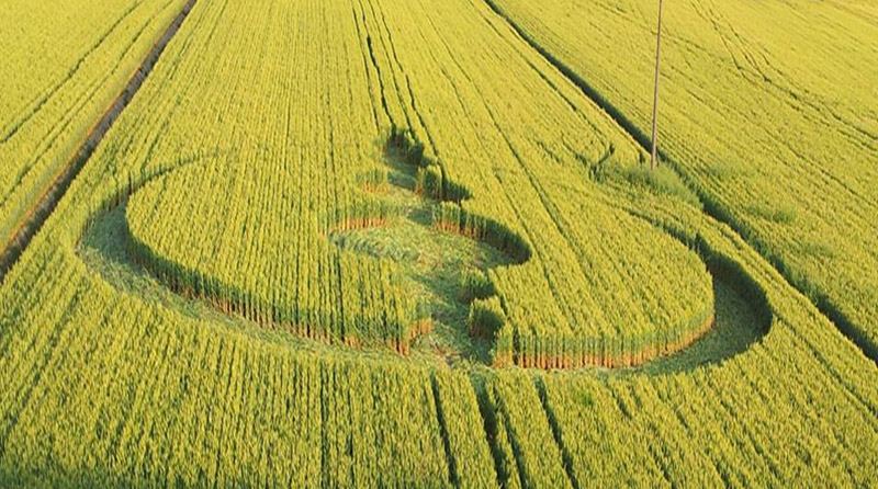 Finale Emilia (Modena), Italy crop circle, aerial photo 26
