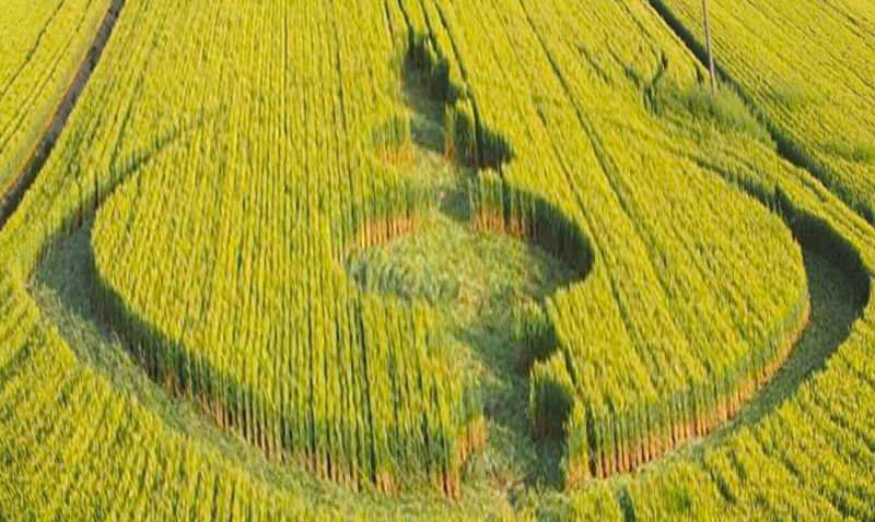 Finale Emilia (Modena), Italy crop circle, aerial photo 27