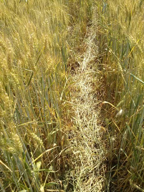 Finale Emilia (Modena), Italy crop circle, ground photo 65