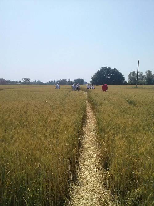Finale Emilia (Modena), Italy crop circle, aerial photo 51