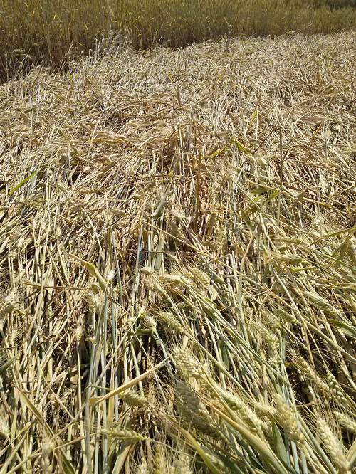 Finale Emilia (Modena), Italy crop circle, aerial photo 53