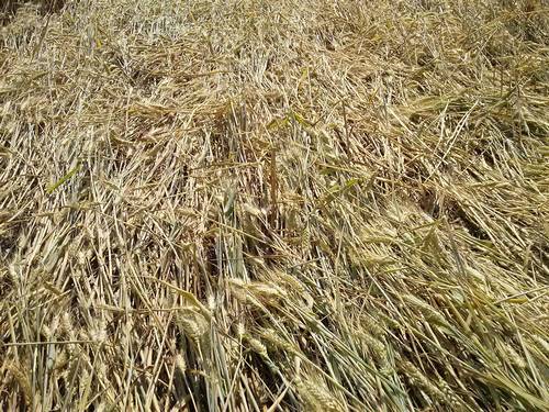 Finale Emilia (Modena), Italy crop circle, aerial photo 54
