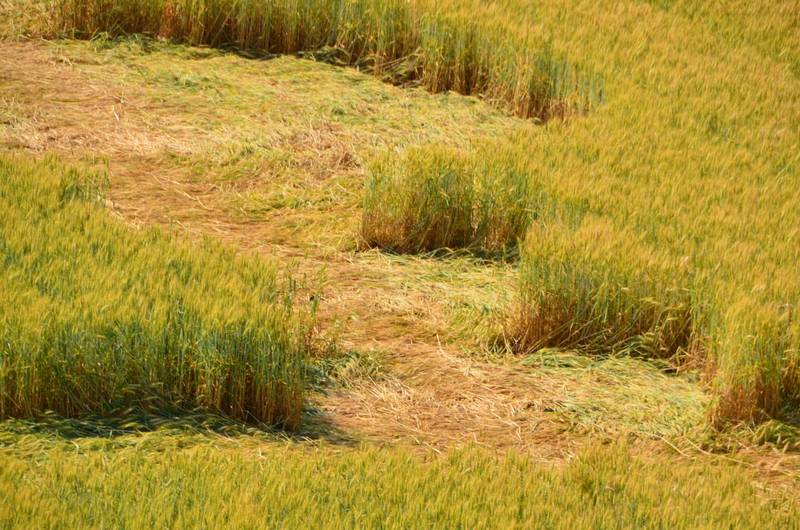Finale Emilia (Modena), Italy crop circle, aerial photo 32