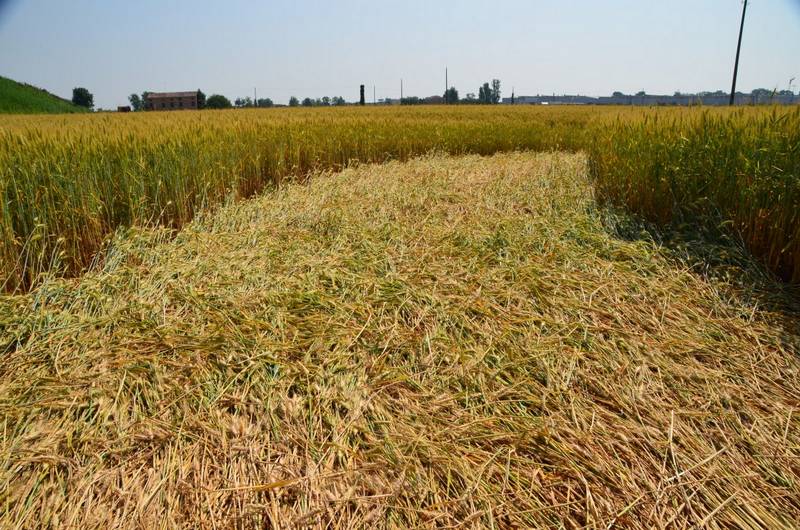 Finale Emilia (Modena), Italy crop circle, aerial photo 37