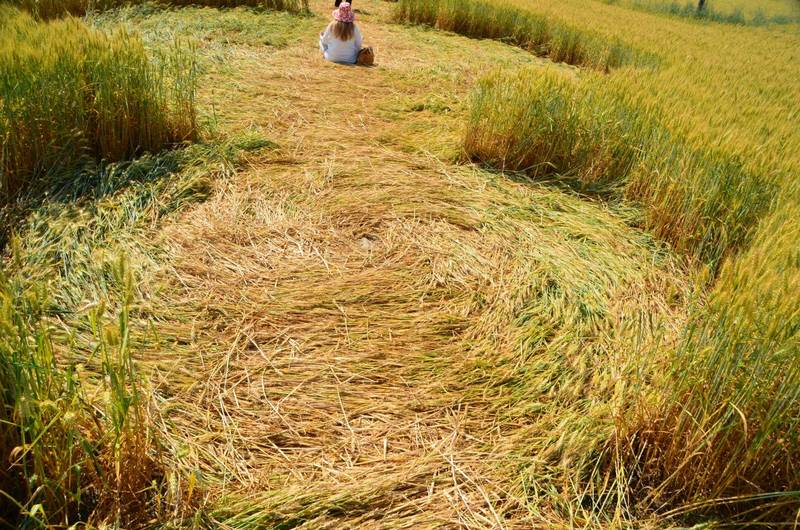Finale Emilia (Modena), Italy crop circle, aerial photo 42