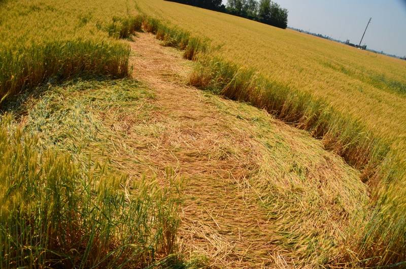 Finale Emilia (Modena), Italy crop circle, aerial photo 41