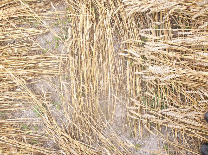 Etchilhampton Hill, Wiltshire crop circle, aerial photo 76