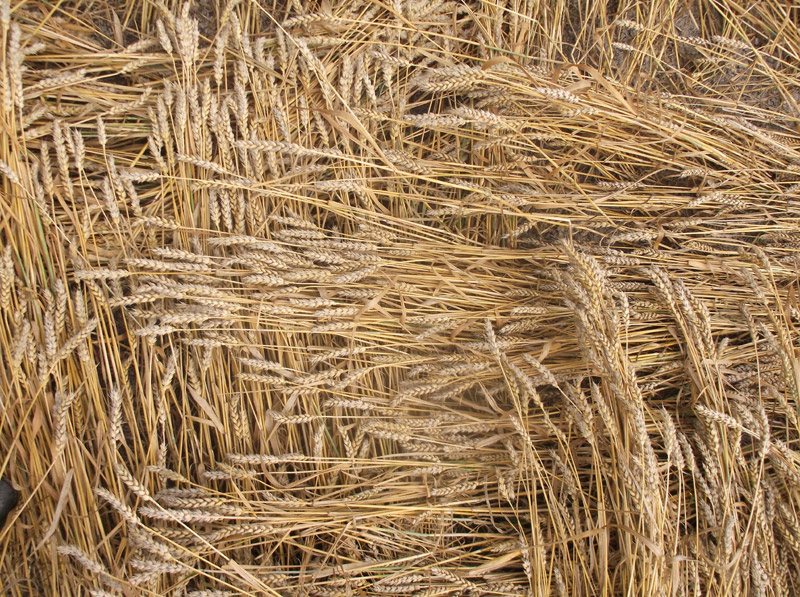 Etchilhampton Hill, Wiltshire crop circle, aerial photo 74