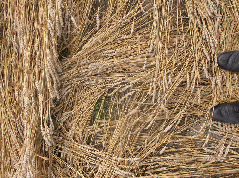 Etchilhampton Hill, Wiltshire crop circle, aerial photo 69
