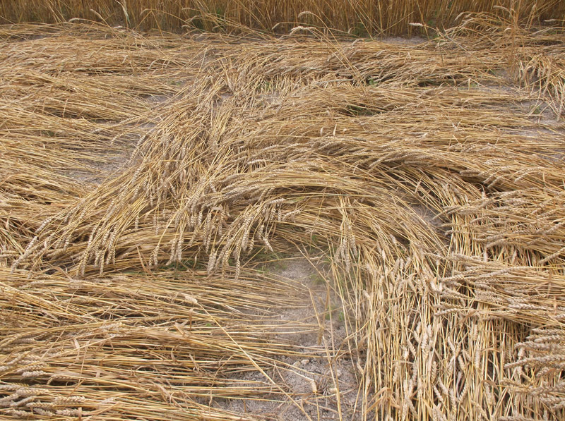 Etchilhampton Hill, Wiltshire crop circle, aerial photo 68