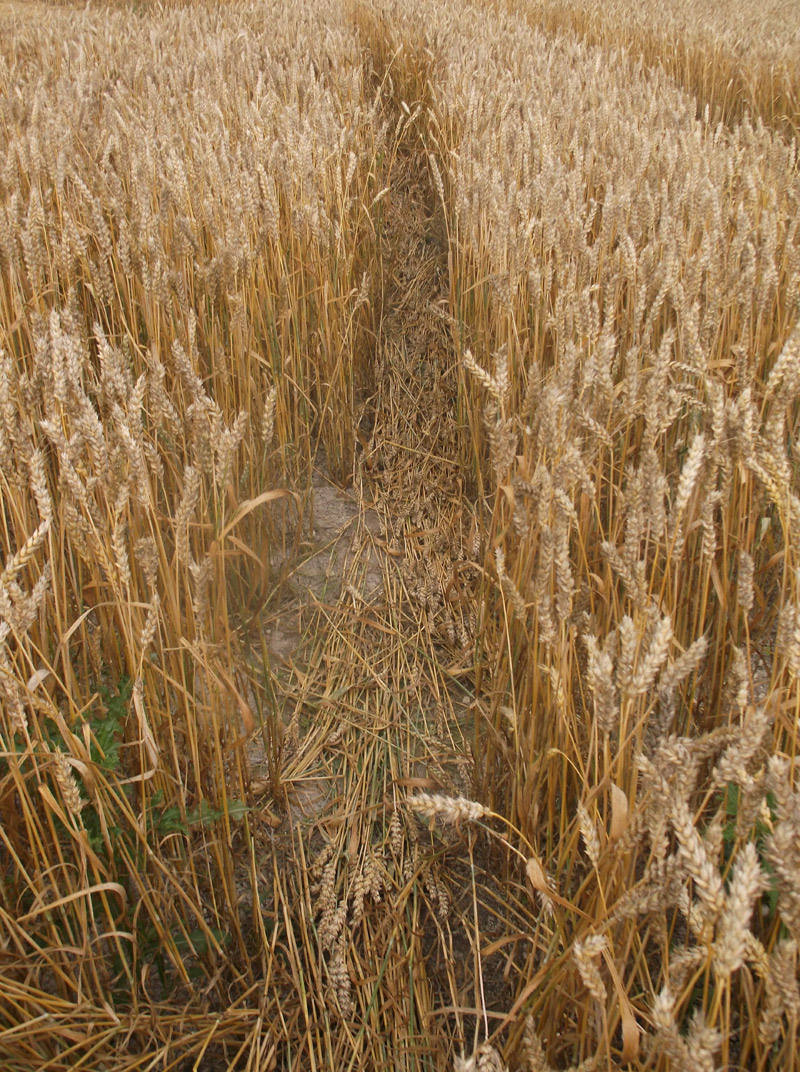 Etchilhampton Hill, Wiltshire crop circle, aerial photo 71