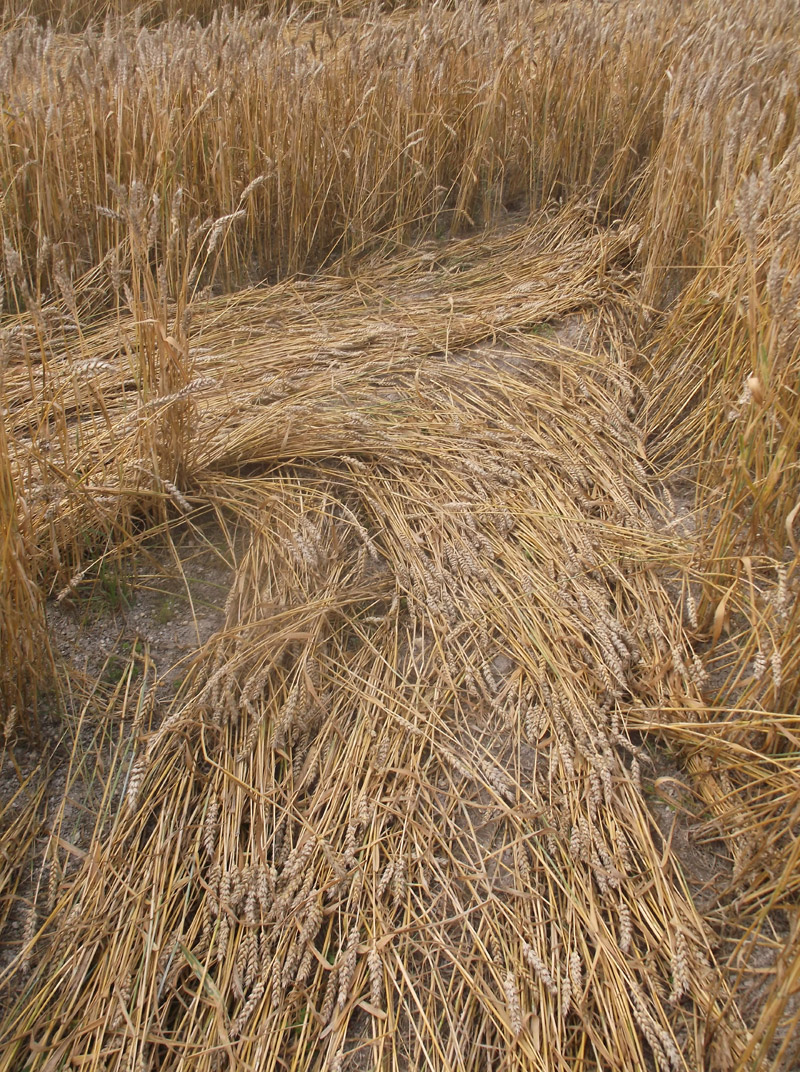 Etchilhampton Hill, Wiltshire crop circle, aerial photo 62