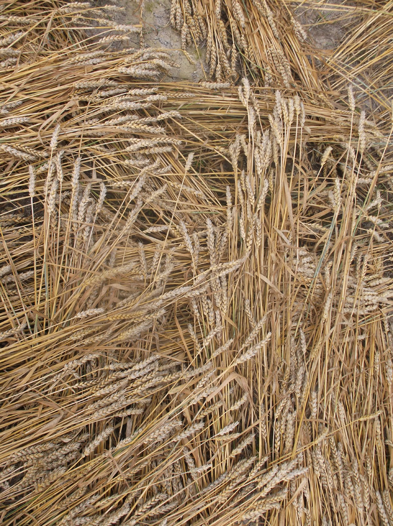Etchilhampton Hill, Wiltshire crop circle, aerial photo 64