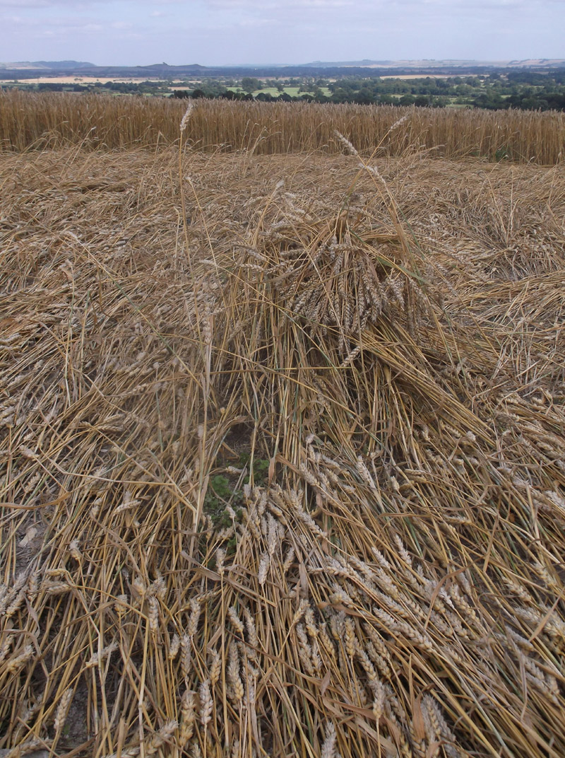 Etchilhampton Hill, Wiltshire crop circle, aerial photo 66