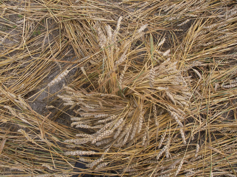 Etchilhampton Hill, Wiltshire crop circle, aerial photo 60