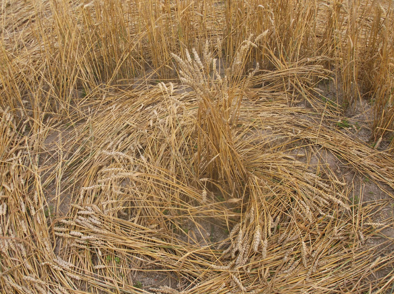 Etchilhampton Hill, Wiltshire crop circle, aerial photo 59