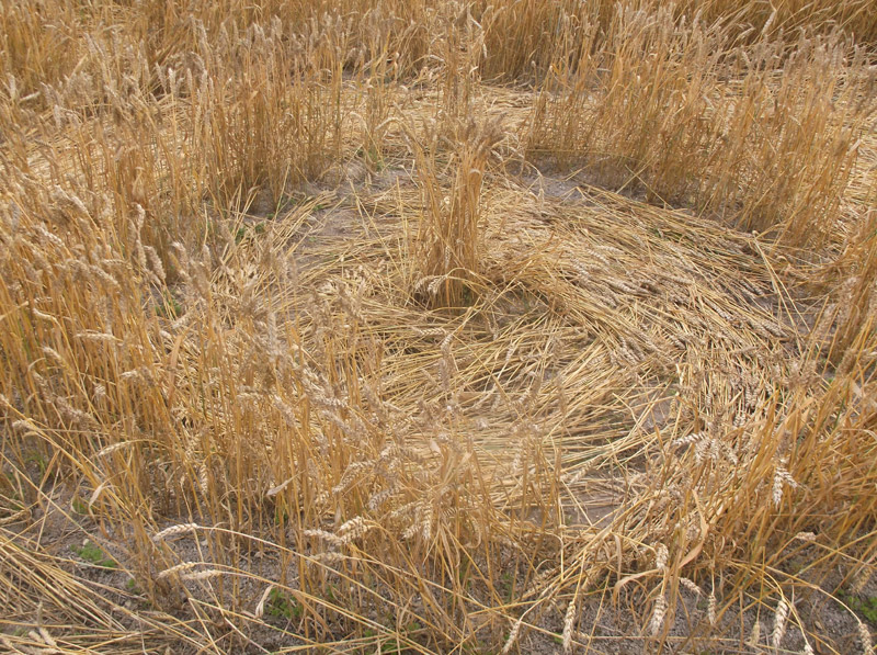 Etchilhampton Hill, Wiltshire crop circle, aerial photo 61