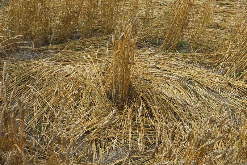 Etchilhampton Hill, Wiltshire crop circle, aerial photo 50