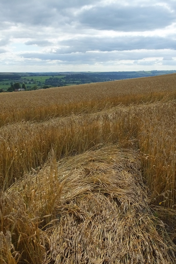 Etchilhampton Hill, Wiltshire crop circle, aerial photo 49
