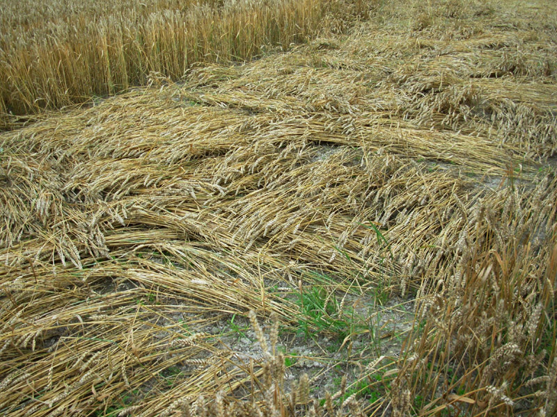 Etchilhampton Hill, Wiltshire crop circle, aerial photo 57
