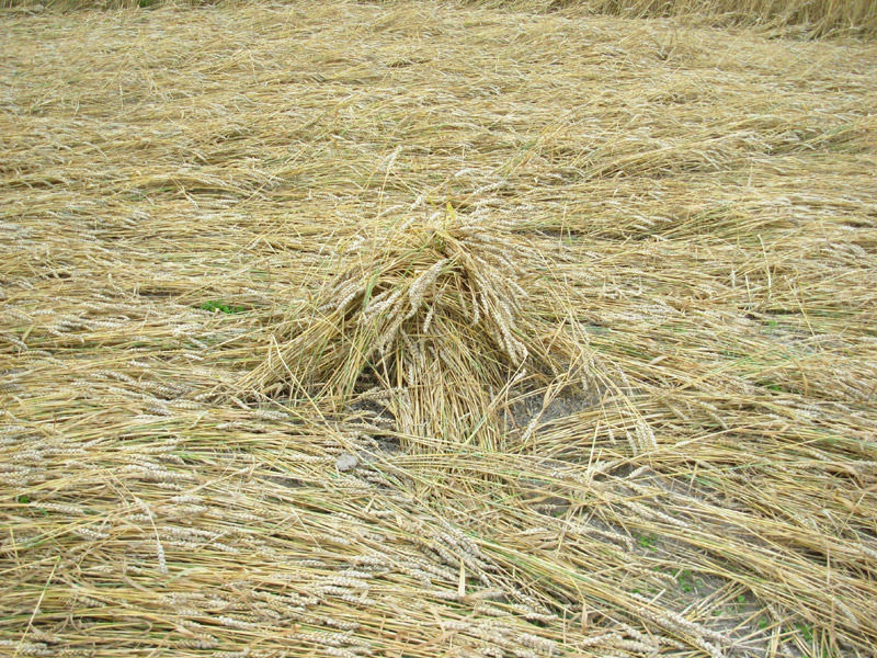 Etchilhampton Hill, Wiltshire crop circle, aerial photo 54