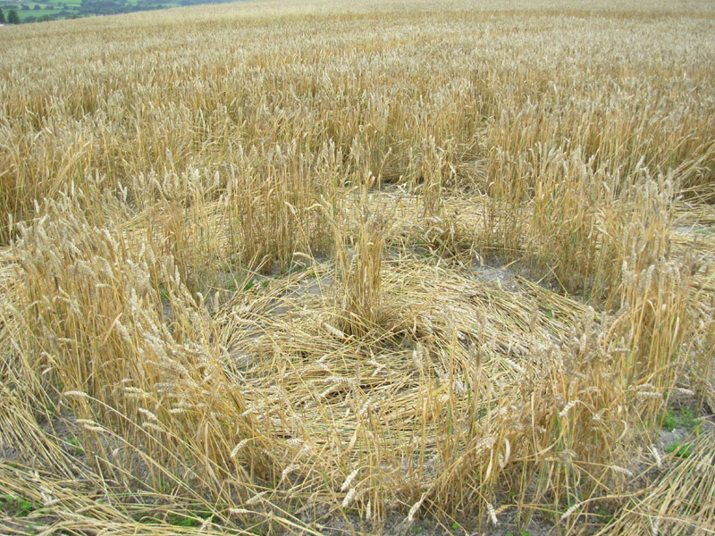 Etchilhampton Hill, Wiltshire crop circle, aerial photo 53