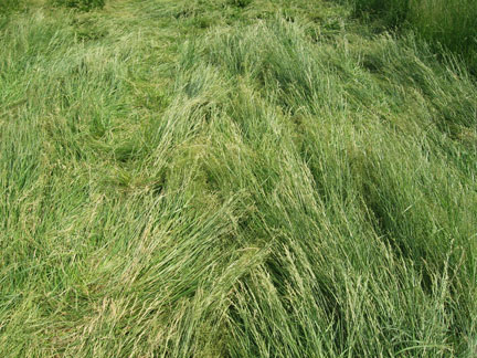 Grass Circle at Gray, crop pattern was, USA crop circle, aerial photo 13