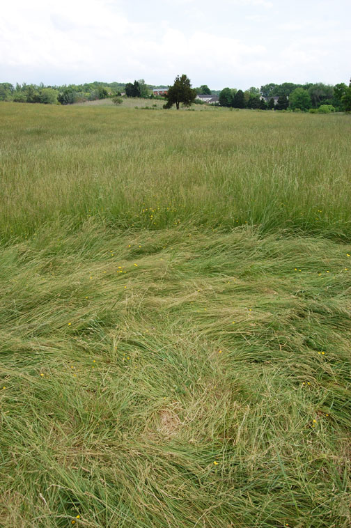 Grass Circle at Gray, crop pattern was, USA crop circle, aerial photo 12