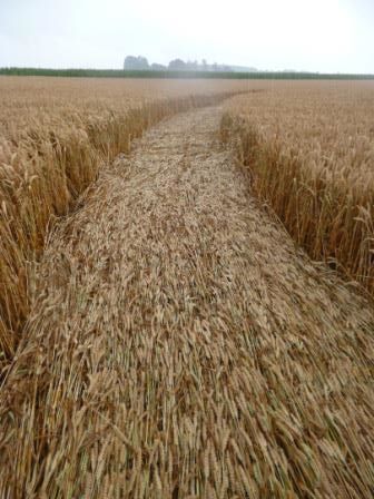 Haunsheim, Germany crop circle, aerial photo 16