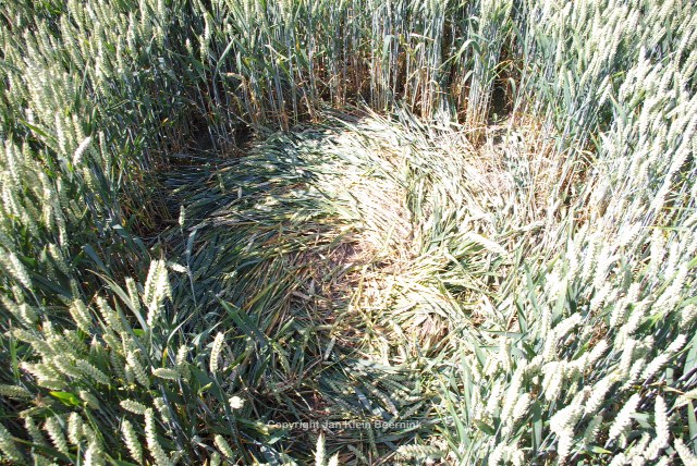 Hoeven, Netherlands crop circle, aerial photo 10