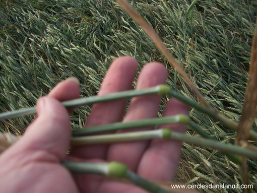 Imling, France crop circle, aerial photo 12