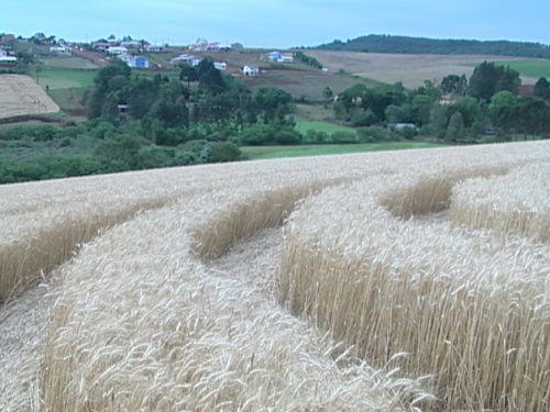 Ipuacu (1), Brazil crop circle, aerial photo 6