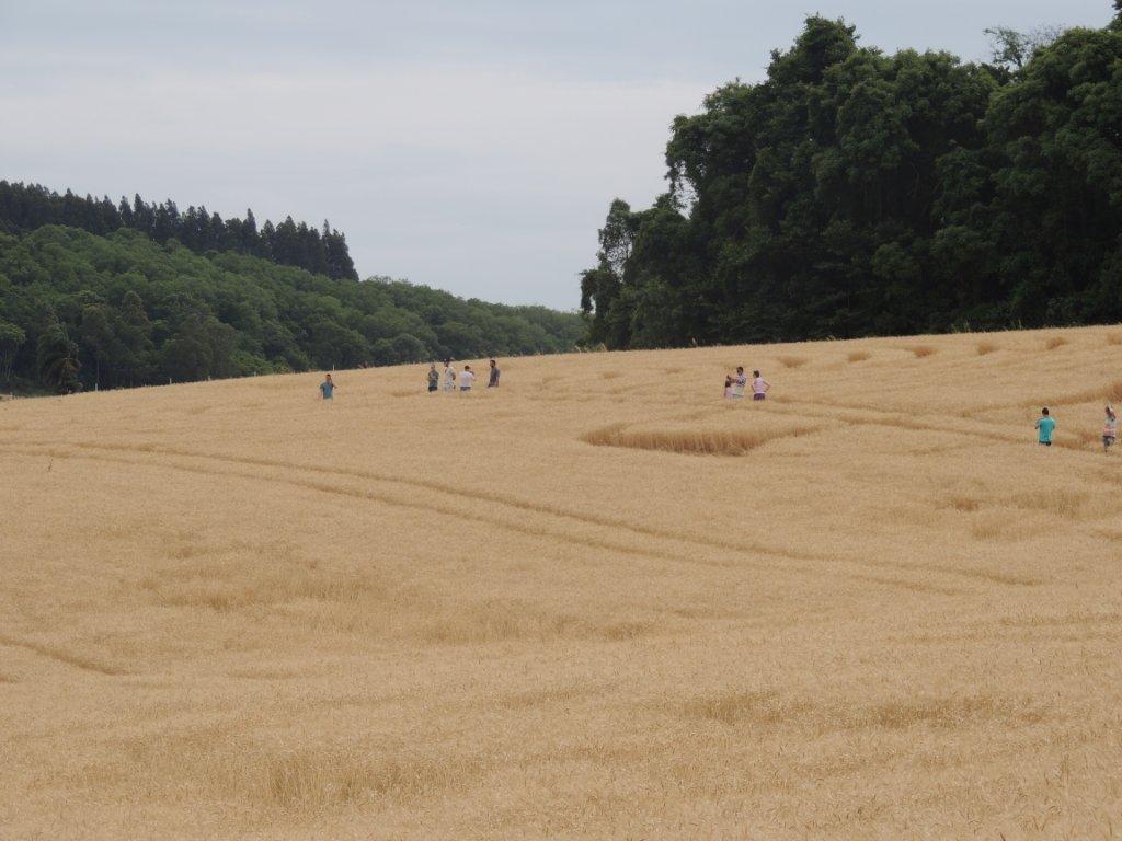 Ipuacu (2), Brazil crop circle, aerial photo 50