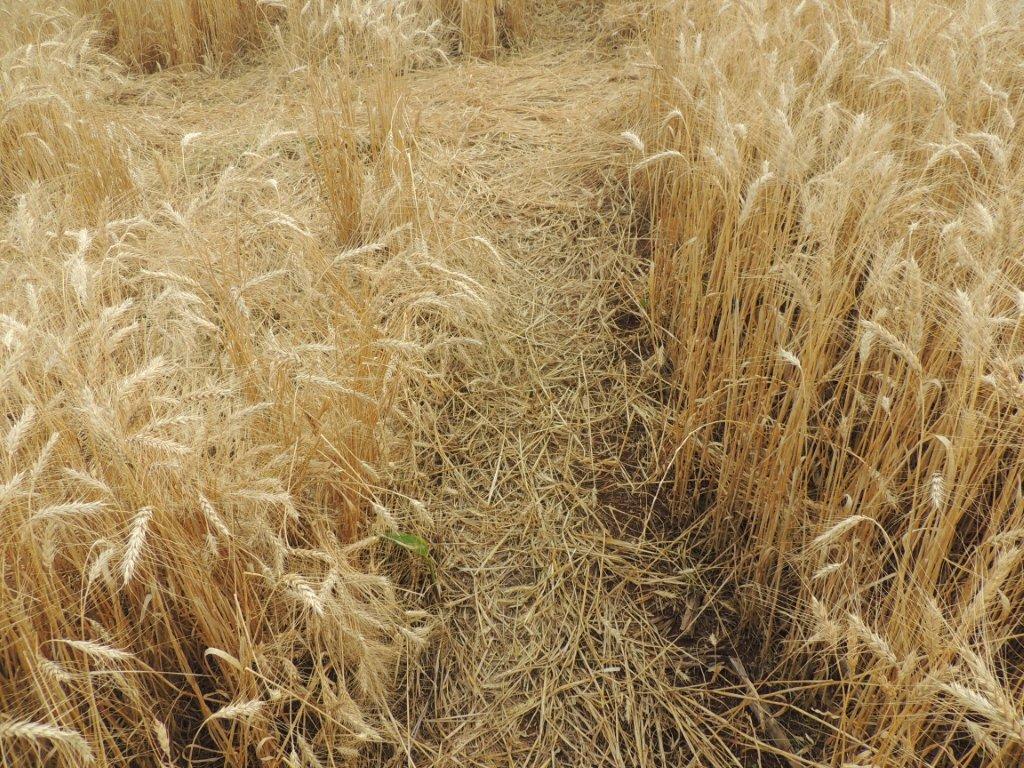 Ipuacu (2), Brazil crop circle, aerial photo 47