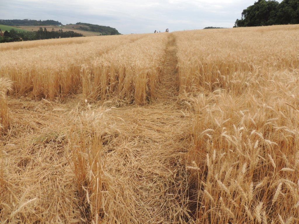Ipuacu (2), Brazil crop circle, aerial photo 46
