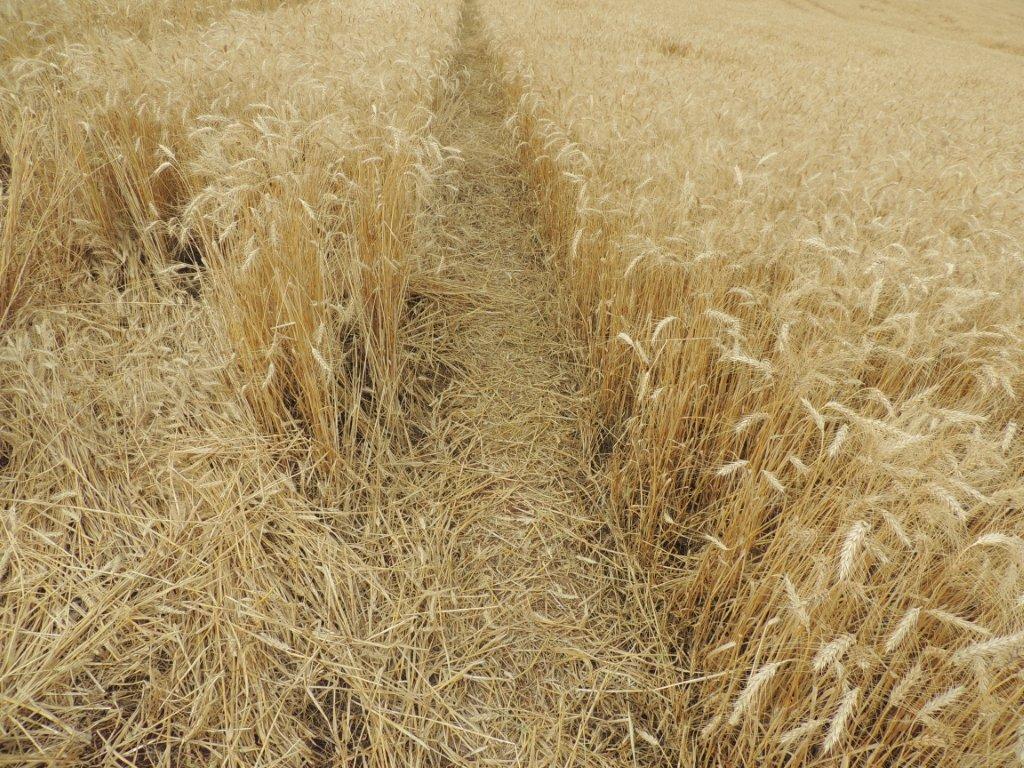Ipuacu (2), Brazil crop circle, aerial photo 45
