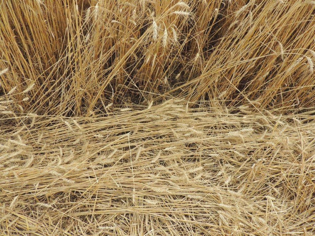 Ipuacu (2), Brazil crop circle, aerial photo 43