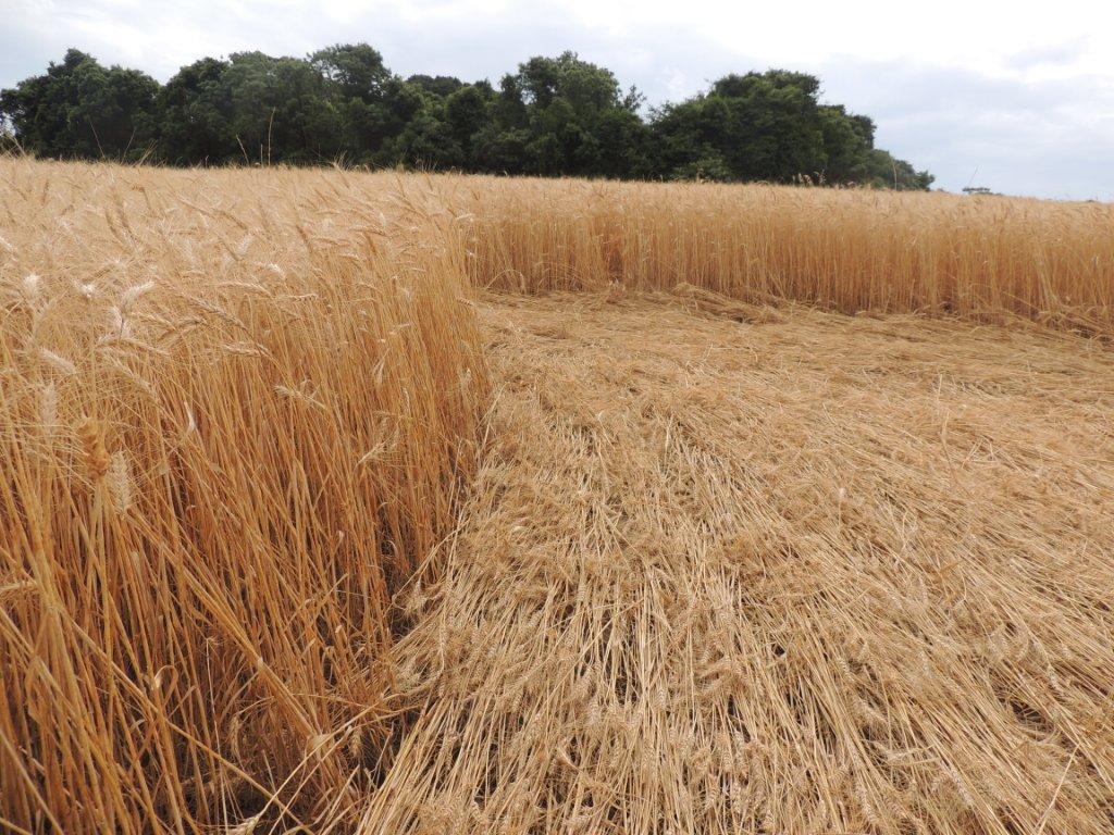 Ipuacu (2), Brazil crop circle, aerial photo 41