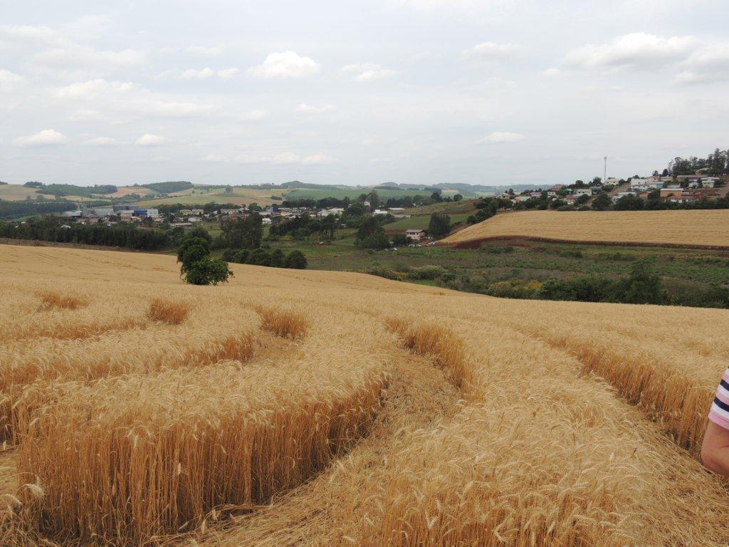 Ipuacu (2), Brazil crop circle, aerial photo 37