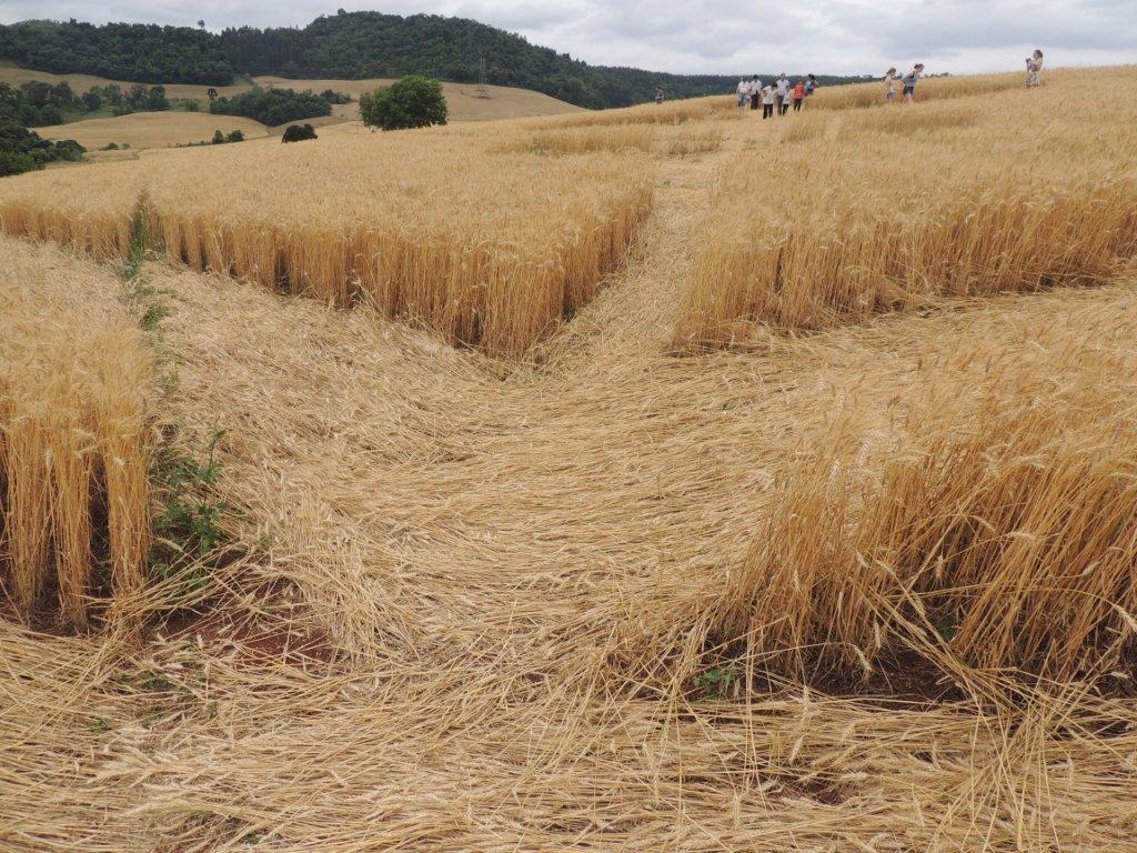 Ipuacu (2), Brazil crop circle, aerial photo 34