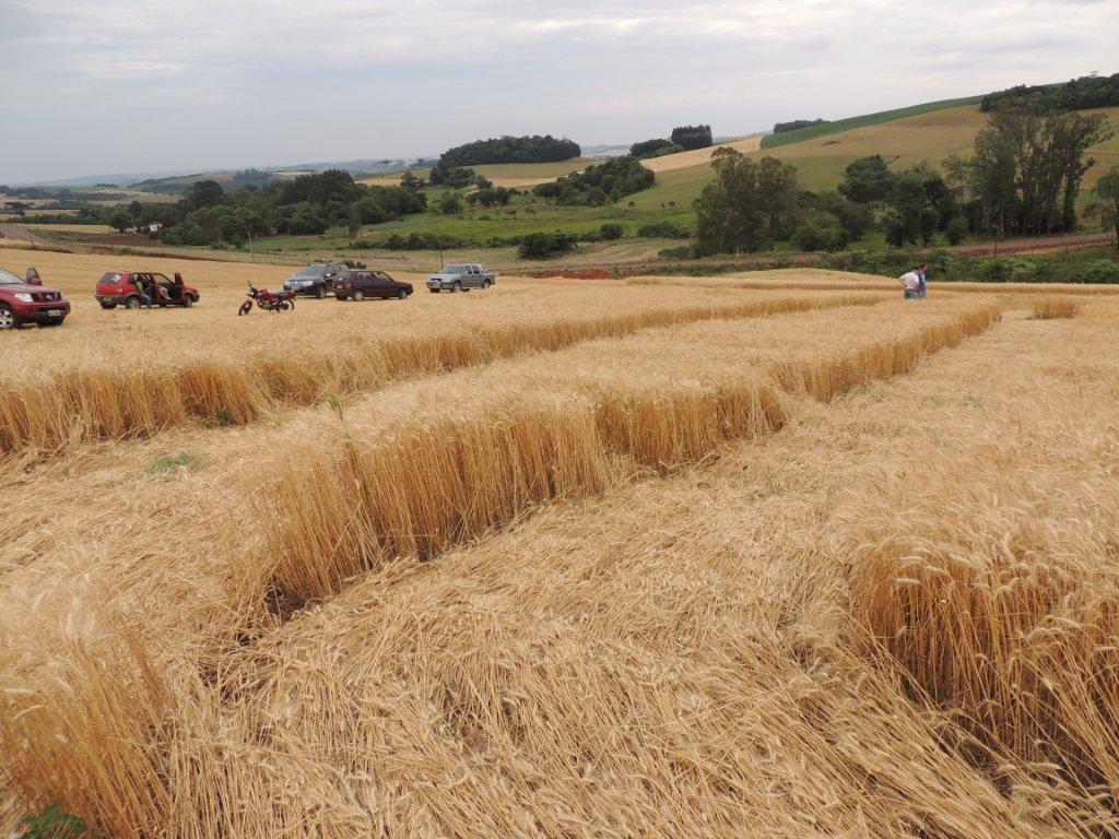 Ipuacu (2), Brazil crop circle, aerial photo 29