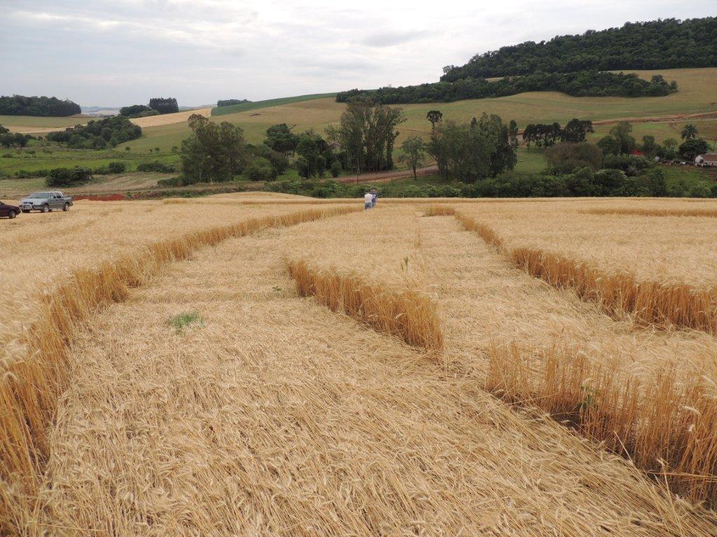 Ipuacu (2), Brazil crop circle, aerial photo 28