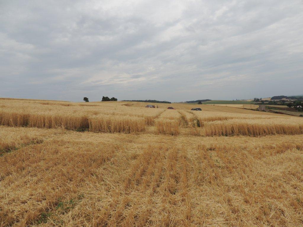 Ipuacu (2), Brazil crop circle, aerial photo 26