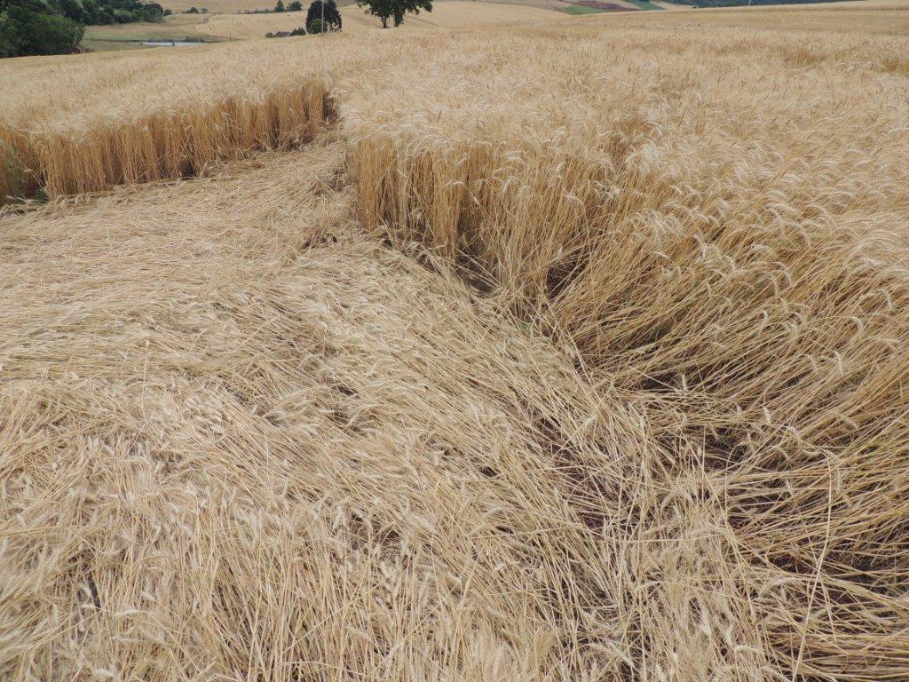 Ipuacu (2), Brazil crop circle, aerial photo 23