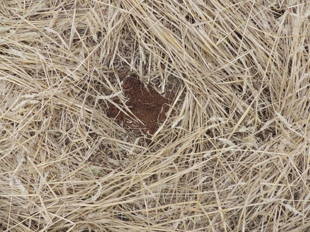 Ipuacu (2), Brazil crop circle, aerial photo 21