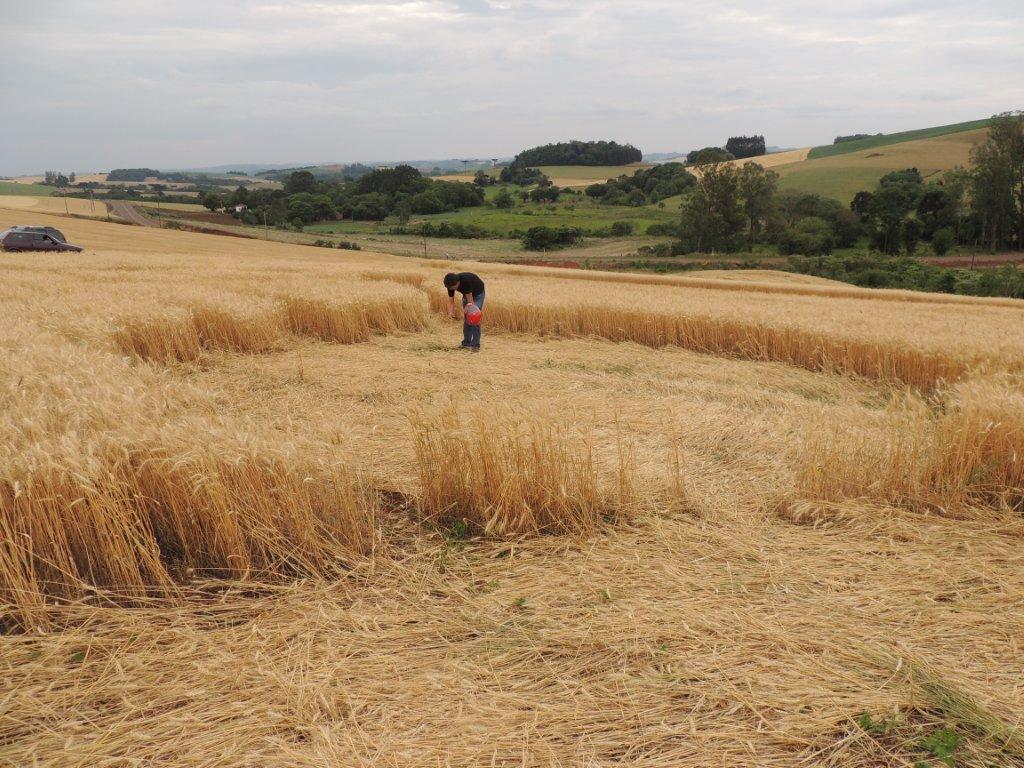 Ipuacu (2), Brazil crop circle, aerial photo 20