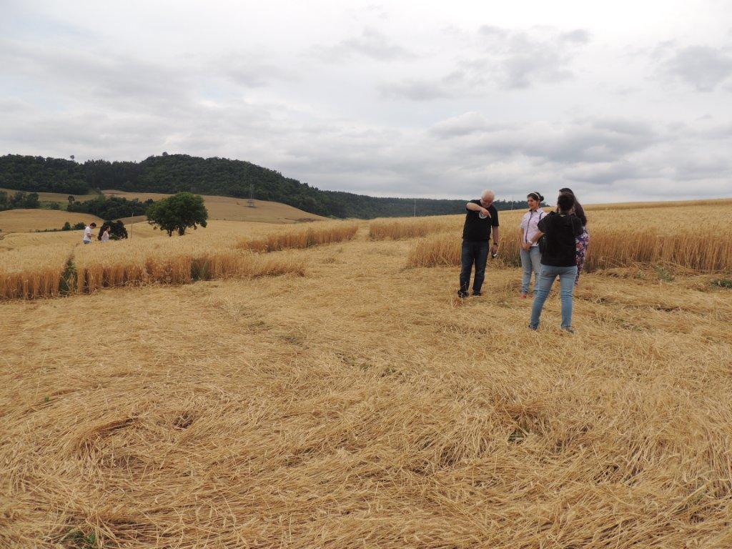 Ipuacu (2), Brazil crop circle, aerial photo 19